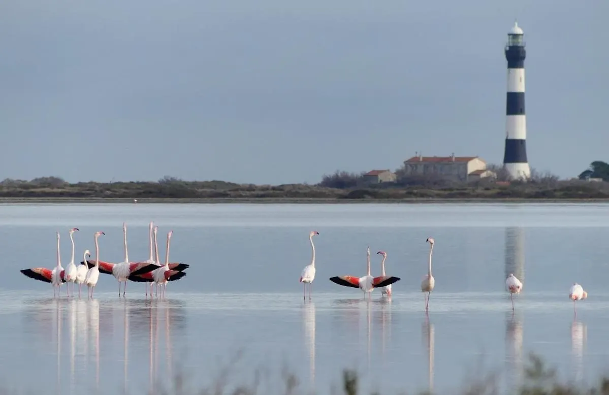 Camargue - La Saline Forezienne - Salin-De-Giraud 0*,  France